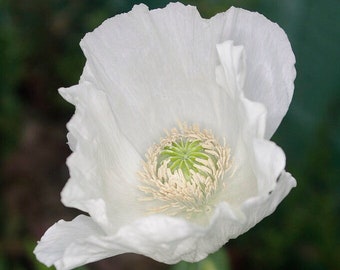 China White Schlafmohn Papaver Somniferum