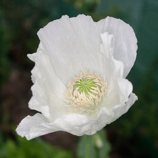 China White Opium Poppy Papaver Somniferum