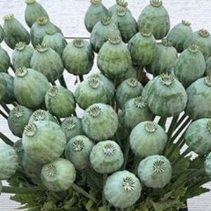 Il papavero da oppio gigante Papaver Somniferum var giganteum immagine 2