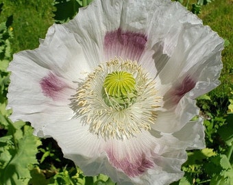 Papavero da oppio bianco gigante Papaver Somniferum var