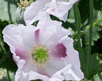 Britisch Pharma Schlafmohn Papaver Somniferum Medizinische Sorte