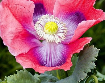 The Giant Schlafmohn Papaver Somniferum var. giganteum