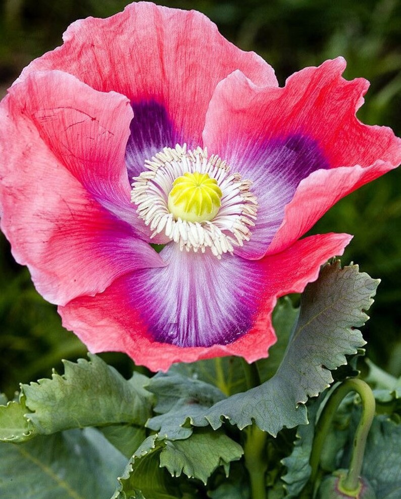 Il papavero da oppio gigante Papaver Somniferum var giganteum immagine 1