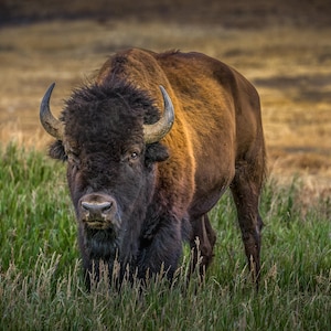 Auf den Spuren der Riesen: My Teton Bison Encounter" American Bison, Buffalo, Teton National Park, Sonnenaufgang, Sonnenuntergang, Leinwand, Acryl, Metall