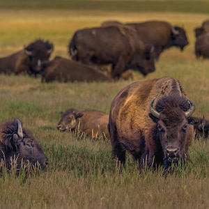 Auf den Spuren der Riesen: My Teton Bison Encounter" American Bison, Buffalo, Teton National Park, Sonnenaufgang, Sonnenuntergang, Leinwand, Acryl, Metall