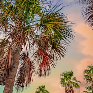Clearwater, Florida,  Palm Trees, Clouds , Sunset, Beach Life, Golden Hour, Canvas, Acrylic, Metal