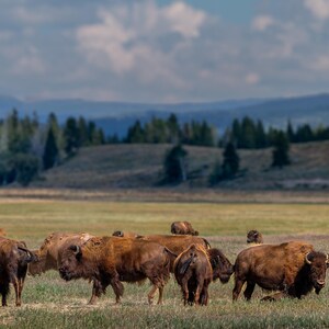 Auf den Spuren der Riesen: My Teton Bison Encounter" American Bison, Buffalo, Teton National Park, Sonnenaufgang, Sonnenuntergang, Leinwand, Acryl, Metall