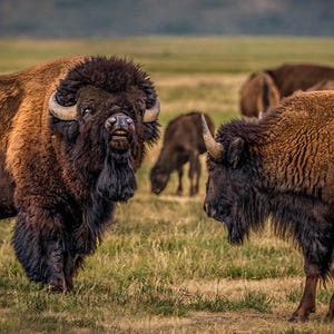 Auf den Spuren der Riesen: My Teton Bison Encounter" American Bison, Buffalo, Teton National Park, Sonnenaufgang, Sonnenuntergang, Leinwand, Acryl, Metall