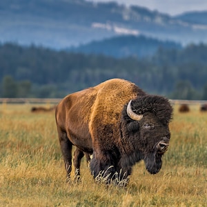 Auf den Spuren der Riesen: My Teton Bison Encounter" American Bison, Buffalo, Teton National Park, Sonnenaufgang, Sonnenuntergang, Leinwand, Acryl, Metall
