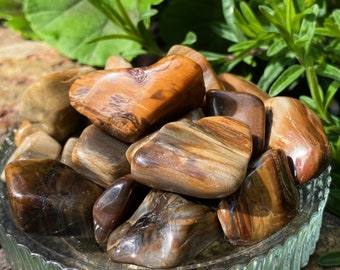 May include: A collection of polished petrified wood tumbled stones in shades of brown, orange, and grey. The stones are arranged in a glass bowl.
