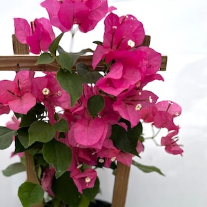 Live Bougainvillea with Trellis assorted colors 18&quot; tall total