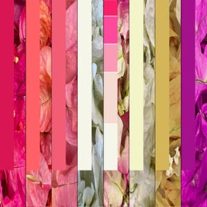 May include: A vertical collage featuring alternating strips of solid color blocks and close-up floral textures. The composition displays vibrant shades of magenta, coral, pink, cream, white, pale yellow, gold, and deep purple in a repeating pattern.