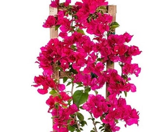 Live 6” Potted Bougainvillea with Trellis assorted colors