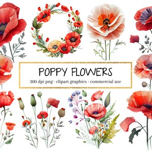 Poppy Clipart, Poppy Flower Clipart, Poppy PNG, Poppy Flower PNG, Poppy Clip Art, Poppy Watercolor, Spring Flower PNG, Red Flower Clipart