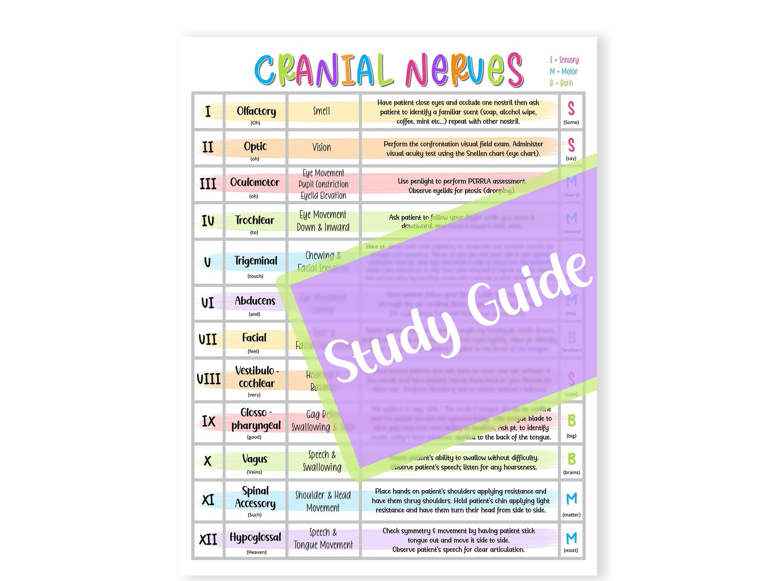 Cranial Nerves Study Guide Cranial Nerves Cheat Sheet Cranial Nerves ...