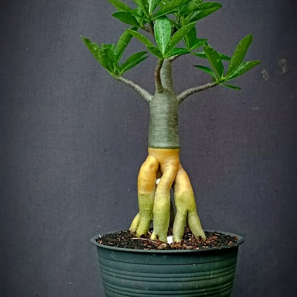 Adenium - Etsy
