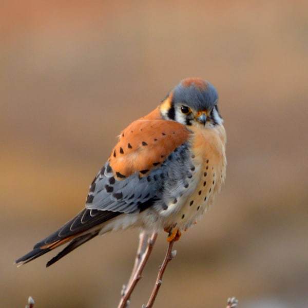 American Kestrel Perched - February 2023, Chicago IL