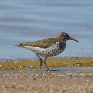 Spotted Sandpiper Wading - May 2023, Chicago IL