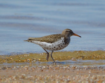 Spotted Sandpiper Wading - May 2023, Chicago IL