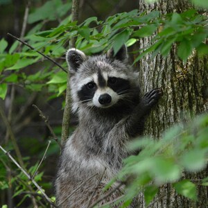 Common Raccoon - June 2023, Westchester IL