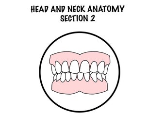Kopf und Hals Anatomie Abschnitt 2