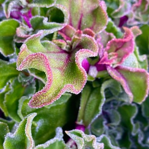 Graines de plantes à glace en verre (1 gousse, environ 75 graines)