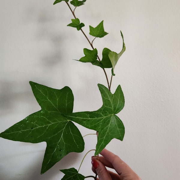 Hedera Helix 'Pittsburgh' - English Ivy - unrooted cuttings