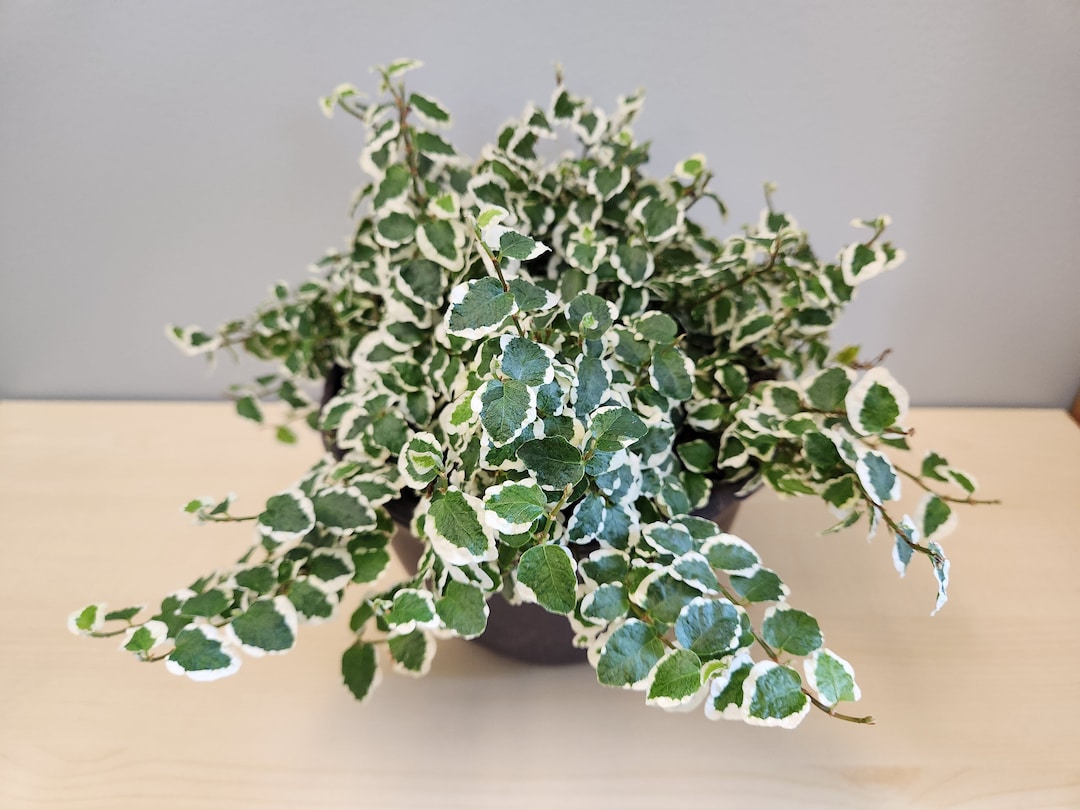 Ficus Pumila variegata Variegated Creeping Fig Unrooted - Etsy