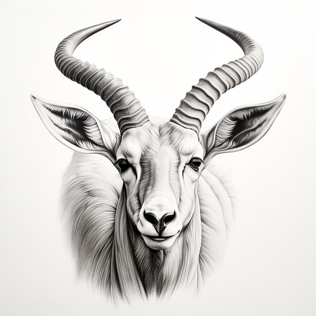 Antelope Clip Art Illustration, Fine Line Wildlife Animal Pencil