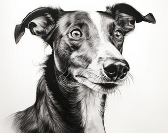 Op de afbeelding: Een gedetailleerde zwart-wit potloodtekening van een hondenkop, met gladde vacht en expressieve ogen. De hond heeft een witte streep op zijn gezicht en een zwarte neus. De tekening staat tegen een effen witte achtergrond.
