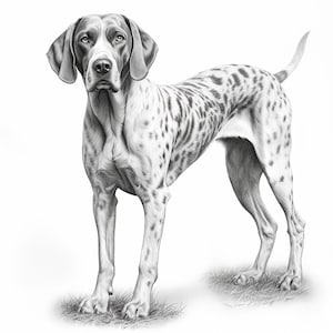 May include: A black and white spotted dog with brown eyes stands on a white background. The dog is looking directly at the viewer.