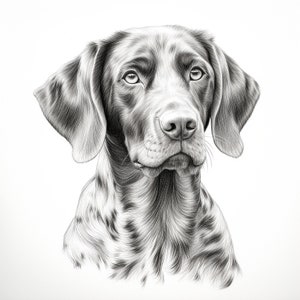 Puede incluir: Un dibujo a lápiz en blanco y negro de la cabeza de un perro. El perro tiene un pelaje corto y oscuro y ojos grandes y expresivos. El dibujo es detallado y realista.