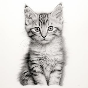 May include: A black and white pencil drawing of a cute, fluffy kitten sitting and looking directly at the viewer.