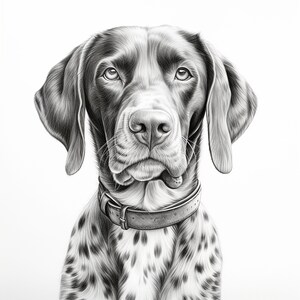 May include: A detailed monochrome portrait of a dog, possibly a German Shorthaired Pointer, wearing a leather collar. The dog has a speckled coat, long ears, and a direct gaze. The image is a close-up, emphasising the dog's features.