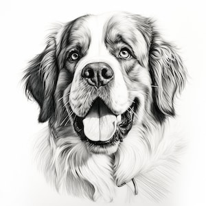 St. Bernard Fine Line Portrait: Dog Vector Clipart (PNG, JPEG)