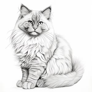 May include: A detailed pencil drawing of a fluffy cat with long fur, sitting upright. The cat has a light gray and white color scheme, with detailed shading and whiskers. The cat's eyes are open, and it has a calm expression.