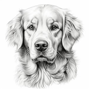 Golden Retriever Pet Portrait, Dog Clip Art for Printable coloring page stencil sticker tattoo decal, woodburning, cricut