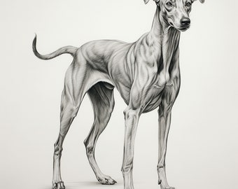 Dibujo de galgo a lápiz: Retrato de perro (PNG, JPEG)