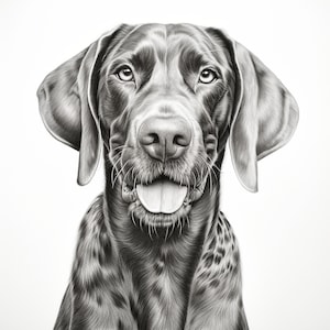 May include: A black and white pencil drawing of a German Shorthaired Pointer dog with its tongue sticking out. The dog is looking directly at the viewer.