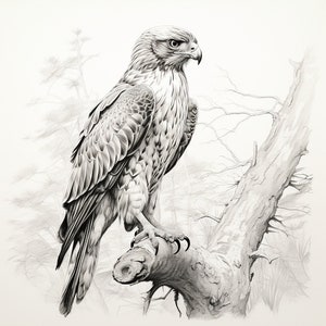May include: A black and white pencil drawing of a hawk perched on a branch. The hawk is facing to the right and has its wings folded. The branch is bare and has a rough texture.