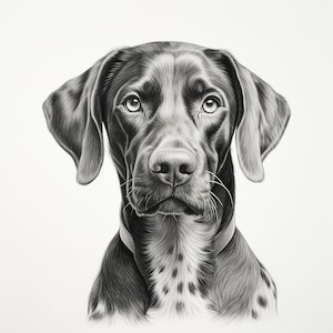 Könnte beinhalten: Eine detaillierte Schwarz-Weiß-Bleistiftzeichnung eines Hundes, wahrscheinlich ein Deutsch Kurzhaar. Der Hund hat einen fokussierten Blick, mit sichtbaren Schnurrhaaren und einer gefleckten Brust. Der Hintergrund ist schlicht weiß.