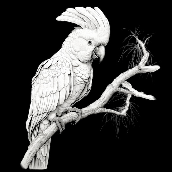 オウムの線画：DIYクラフト用の印刷可能な鳥の画像（PNG および JPEG