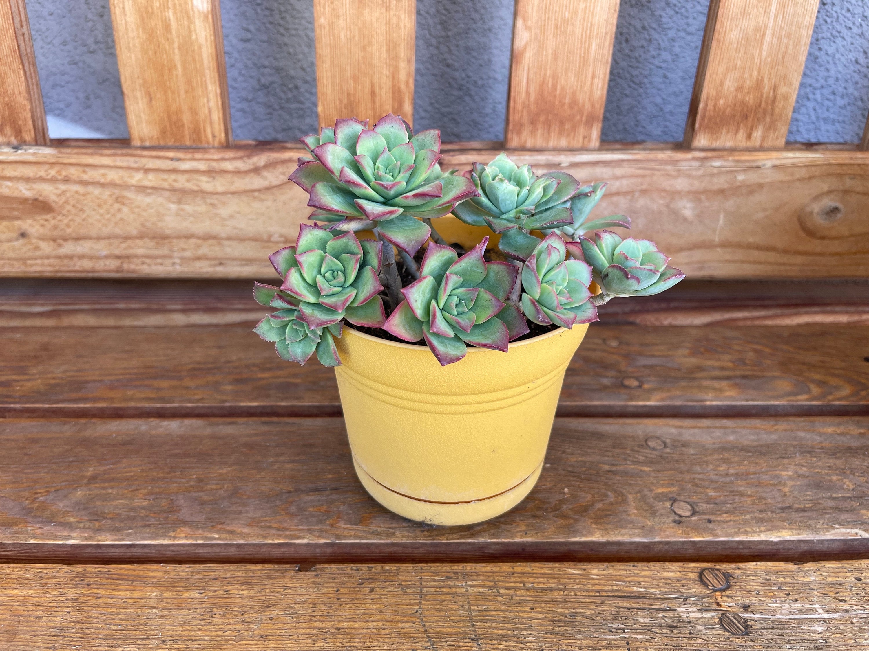 Talea Di Aeonium Haworthii – Pianta Succulenta, Cactus, Taglio Per Propagazione