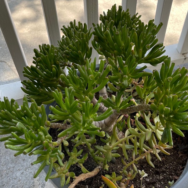 Ogre Ears “Shrek Ears” Succulent Cutting