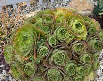 Aeonium Succulent Cutting