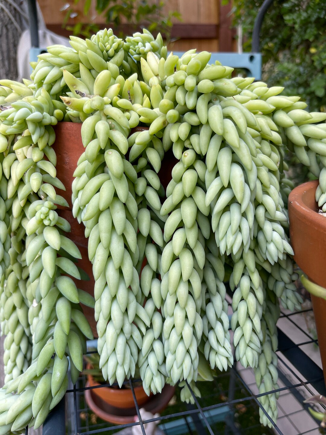 Donkey/burro Tail Succulent Cutting Etsy