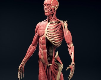 Modelo de impresión 3D del sistema muscular Ecorche: archivo STL de anatomía humana (descarga digital)