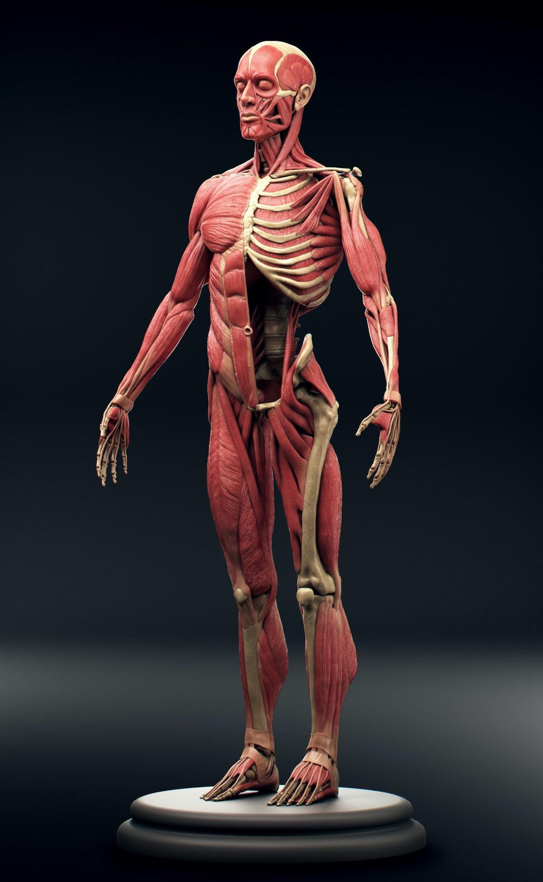 Ecorche Muscle System 3D Print Model: Human Anatomy STL File