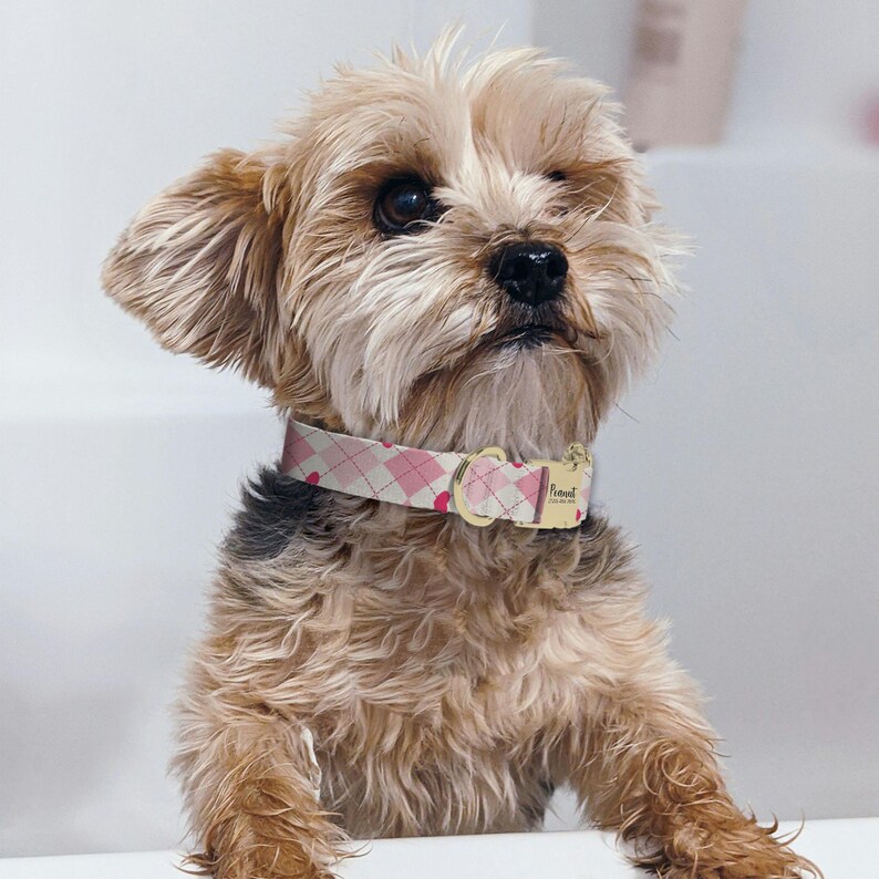 A small, fluffy dog with a pink collar and a curious expression, sitting on a white surface.
