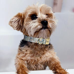 A small, fluffy dog with a floral collar sits attentively in a white bathtub, its eyes focused on the camera.